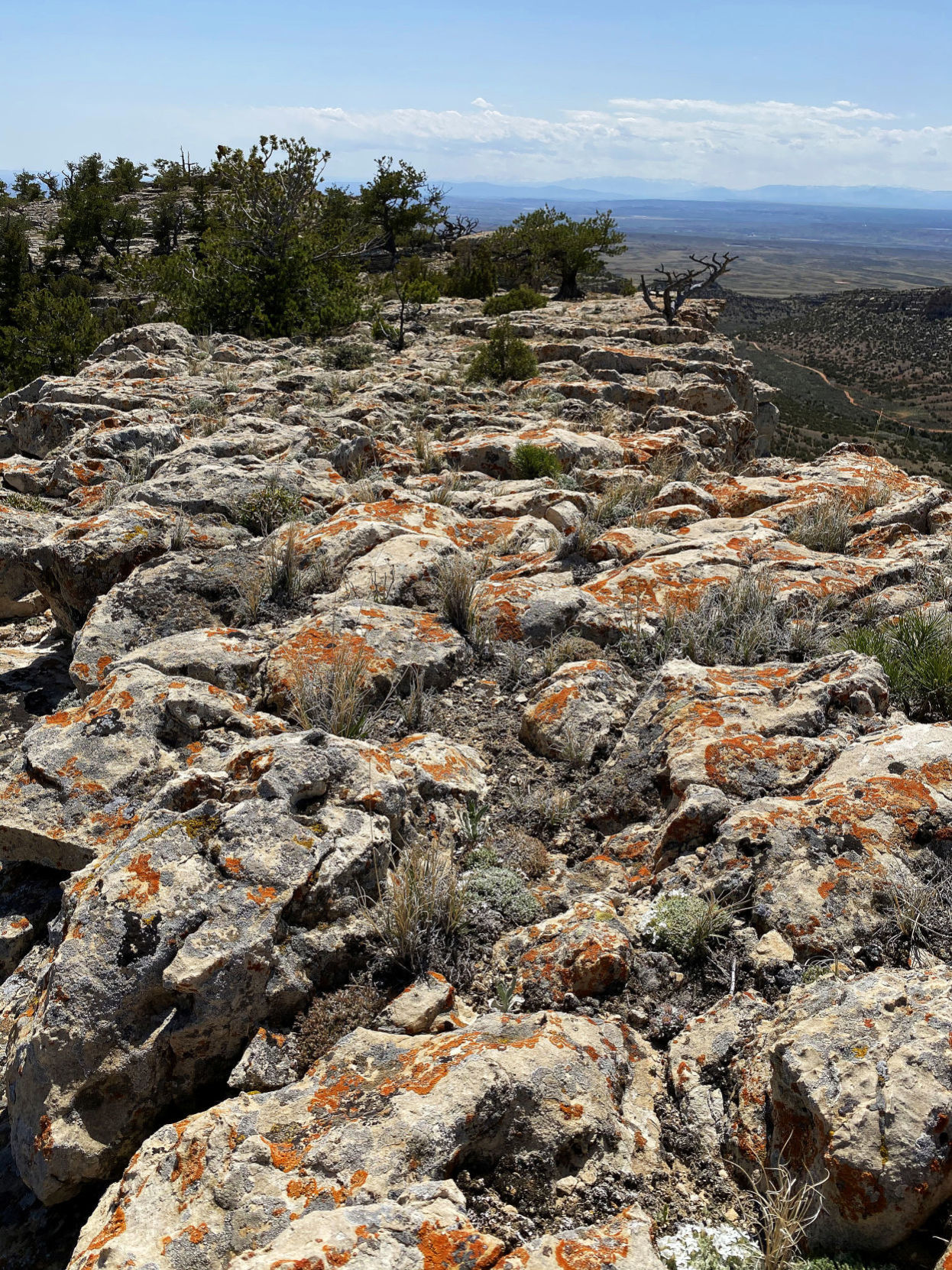Lichens